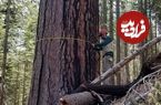 (ویدئو) تا حالا دیده بودید که چگونه بزرگترین درختان جهان را قطع می کنند؟!