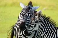 تصاویر| گورخر گرانت؛ گورخری وحشی در آفریقا با نوار‌های سفید و بیش از ۳۰۰ کیلو وزن که ایستاده می‌خوابد و هیچوقت اهلی نشد