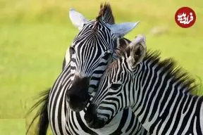 تصاویر| گورخر گرانت؛ گورخری وحشی در آفریقا با نوار‌های سفید و بیش از ۳۰۰ کیلو وزن که ایستاده می‌خوابد و هیچوقت اهلی نشد