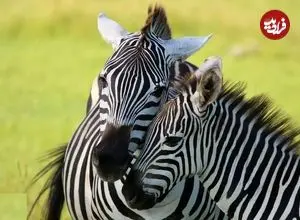 تصاویر| گورخر گرانت؛ گورخری وحشی در آفریقا با نوار‌های سفید و بیش از ۳۰۰ کیلو وزن که ایستاده می‌خوابد و هیچوقت اهلی نشد