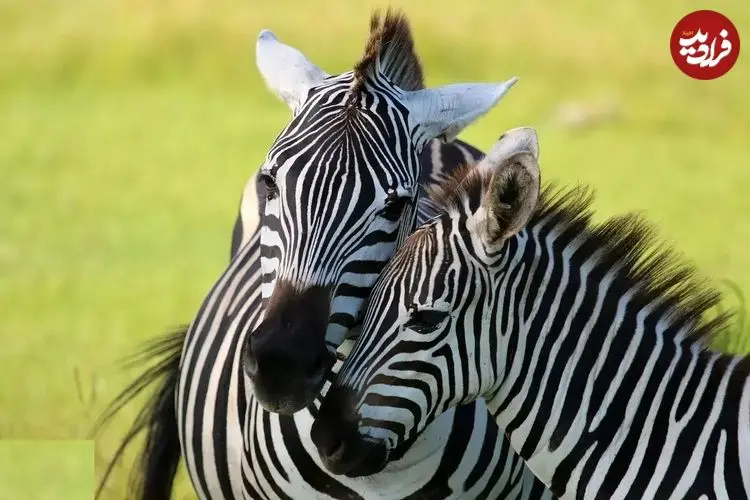 تصاویر| گورخر گرانت؛ گورخری وحشی در آفریقا با نوار‌های سفید و بیش از ۳۰۰ کیلو وزن که ایستاده می‌خوابد و هیچوقت اهلی نشد