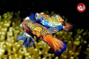 ببینید| جواهر رنگارنگ اقیانوس آرام را ببینید!