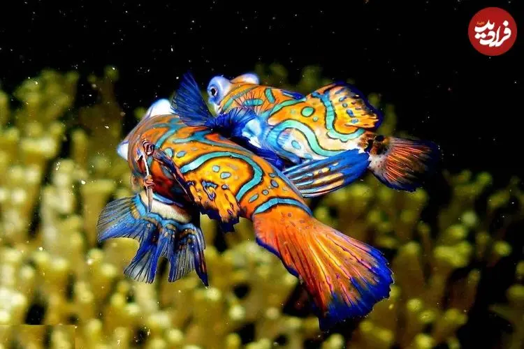 ببینید| جواهر رنگارنگ اقیانوس آرام را ببینید!