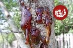 7 دلیل خروج شیرابه یا صمغ از تنه درختان چیست؟