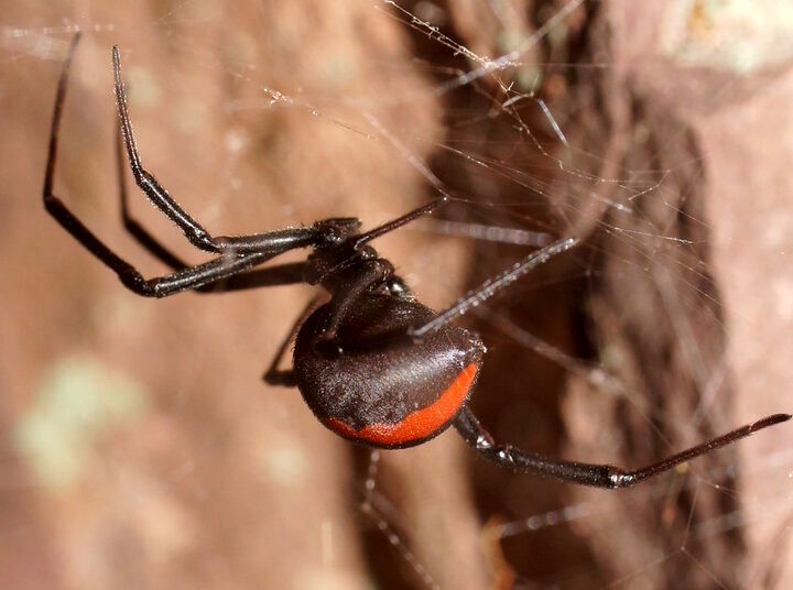 (عکس) خطرناک ترین عنکبوت دنیا در ایران!