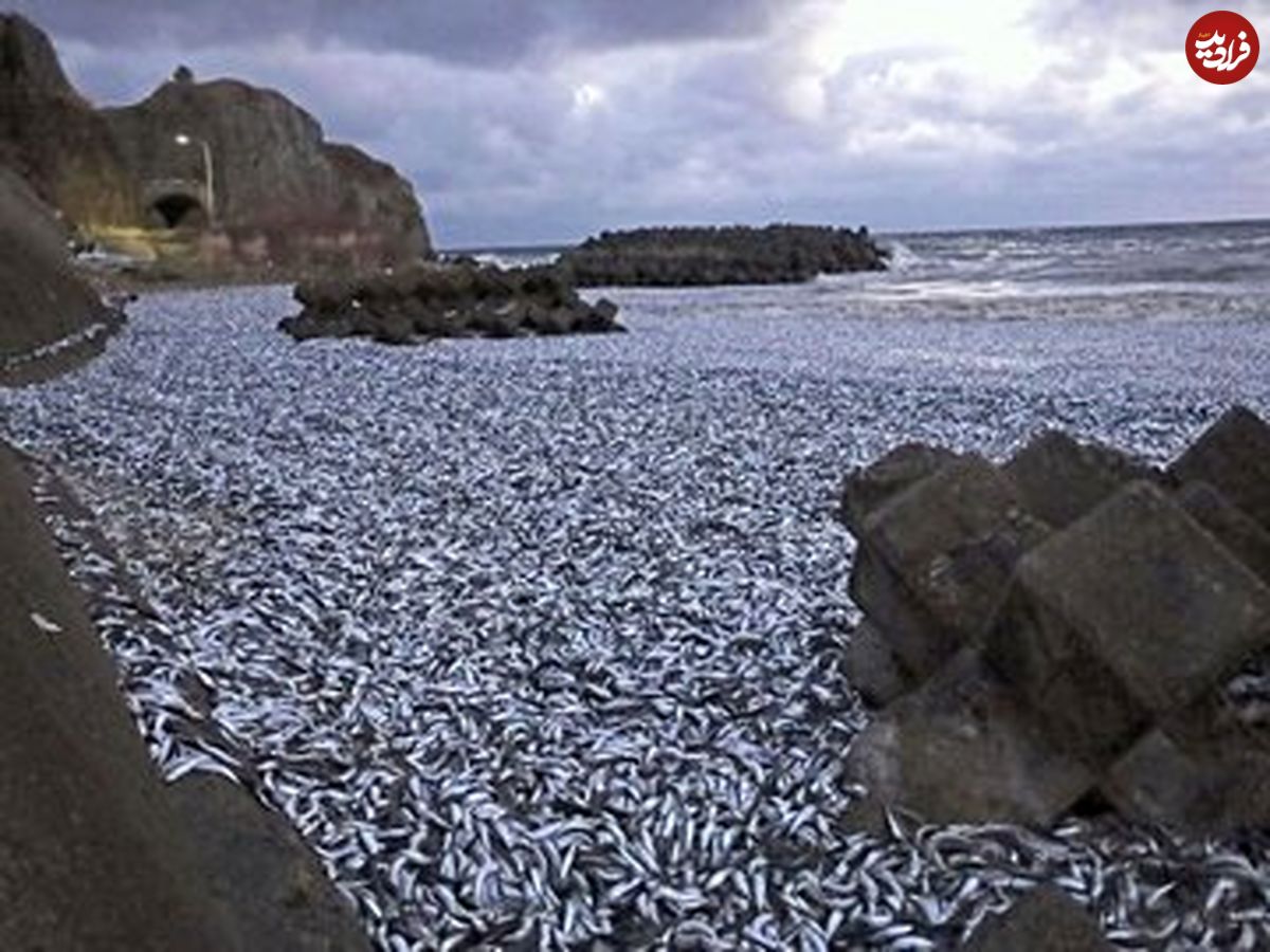 (عکس) ساحل استخوان ماهی در ژاپن