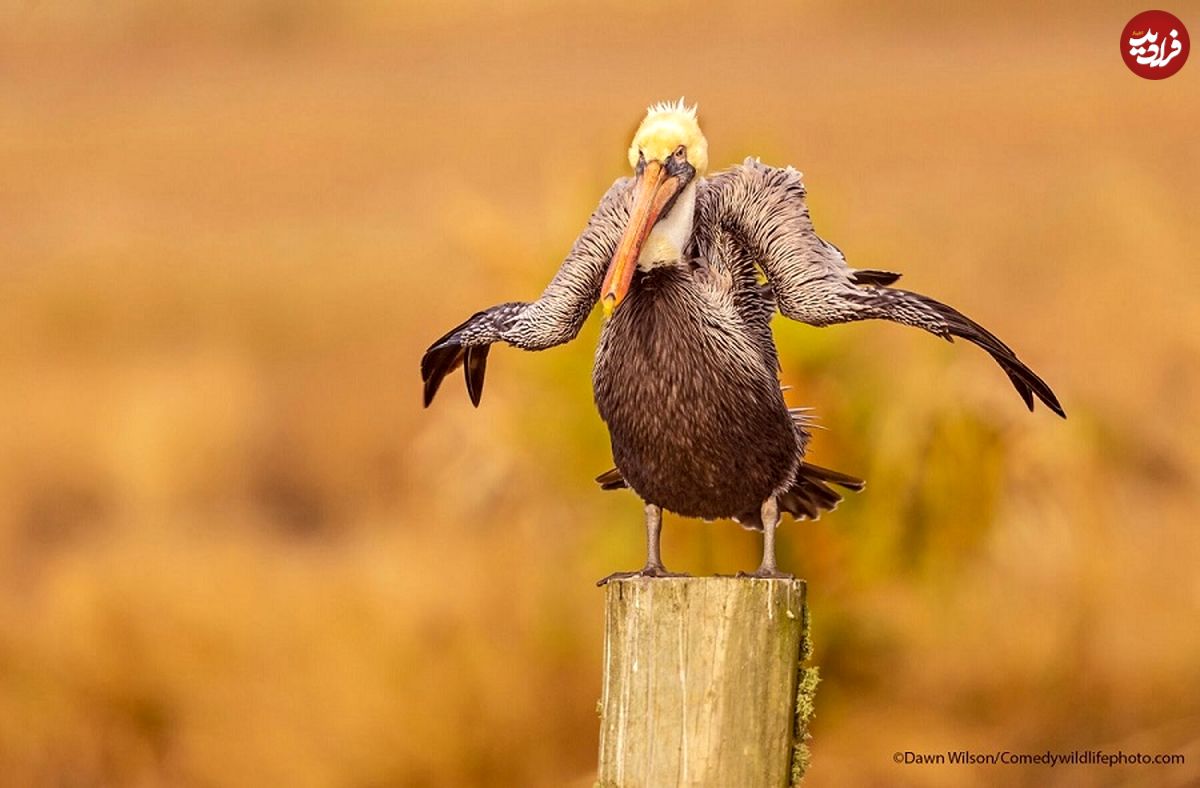 (تصاویر) بهترین عکس‌های طنز پرندگان؛ دعواهای خانودگی و ژست‌های متفاوت!