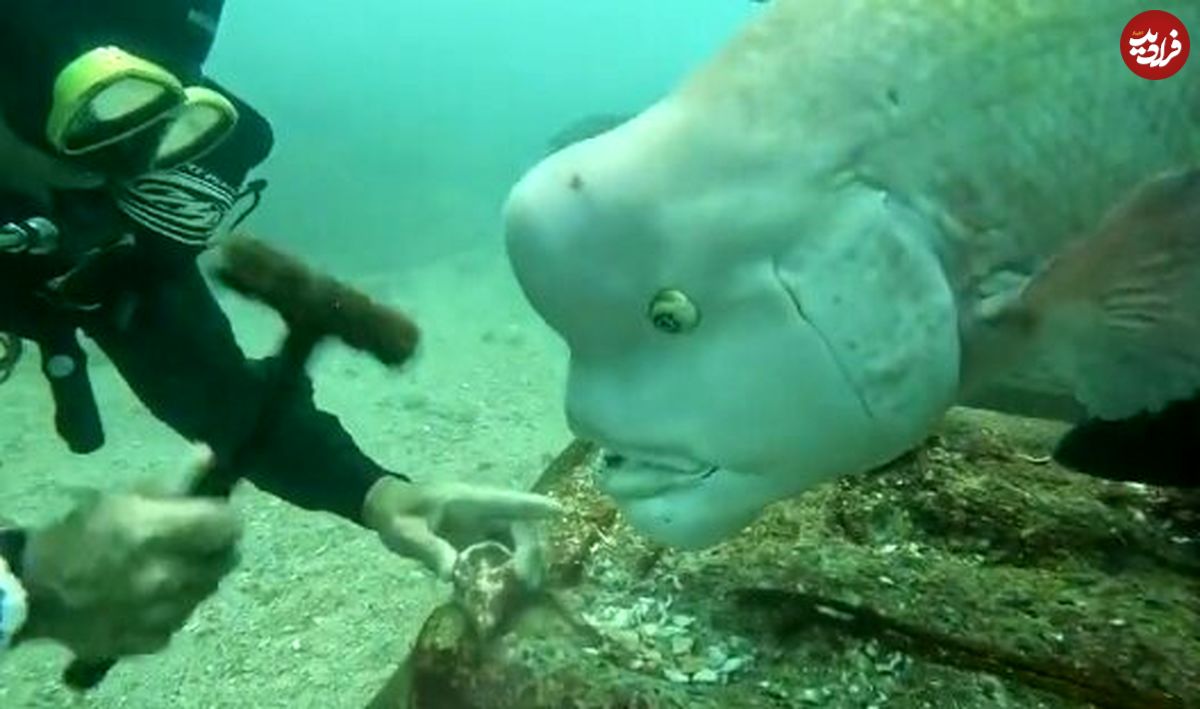(ویدیو) کوبودای ، ماهی عجیب ژاپنی که با این ۱۹ ثانیه ستاره شبکه های اجتماعی شد!