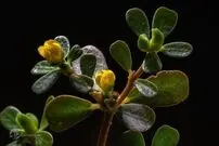 خرفه، ابرقدرتی که می‌تواند به تغذیه‌ی زمین کمک کند