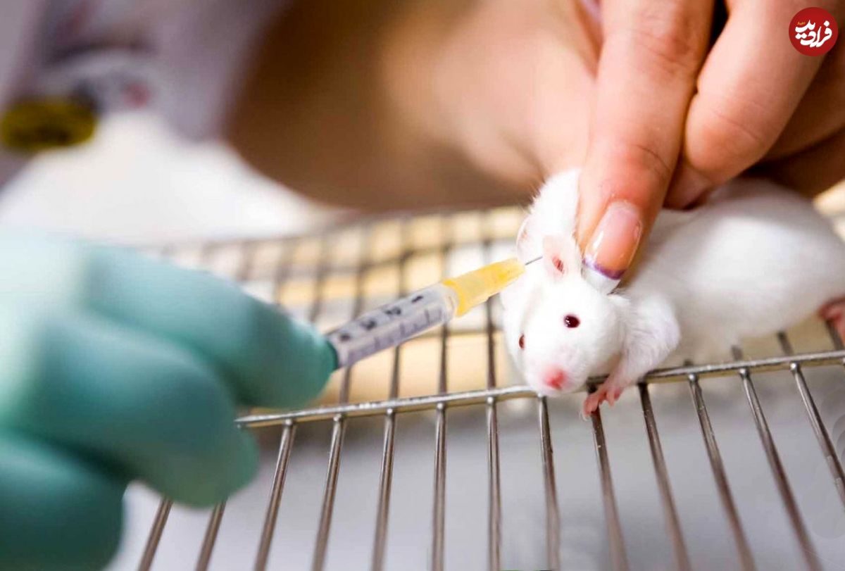 انقلاب بزرگ پزشکی با کمک یک عمل پیچیده روی موش‌ها!