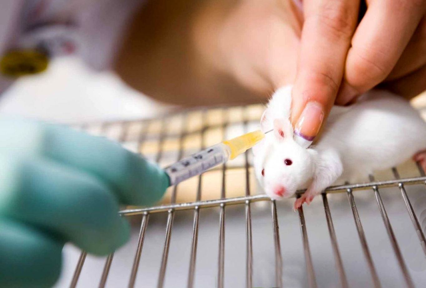 انقلاب بزرگ پزشکی با کمک یک عمل پیچیده روی موش‌ها!