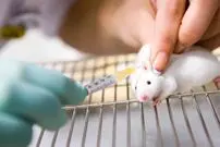 انقلاب بزرگ پزشکی با کمک یک عمل پیچیده روی موش‌ها!