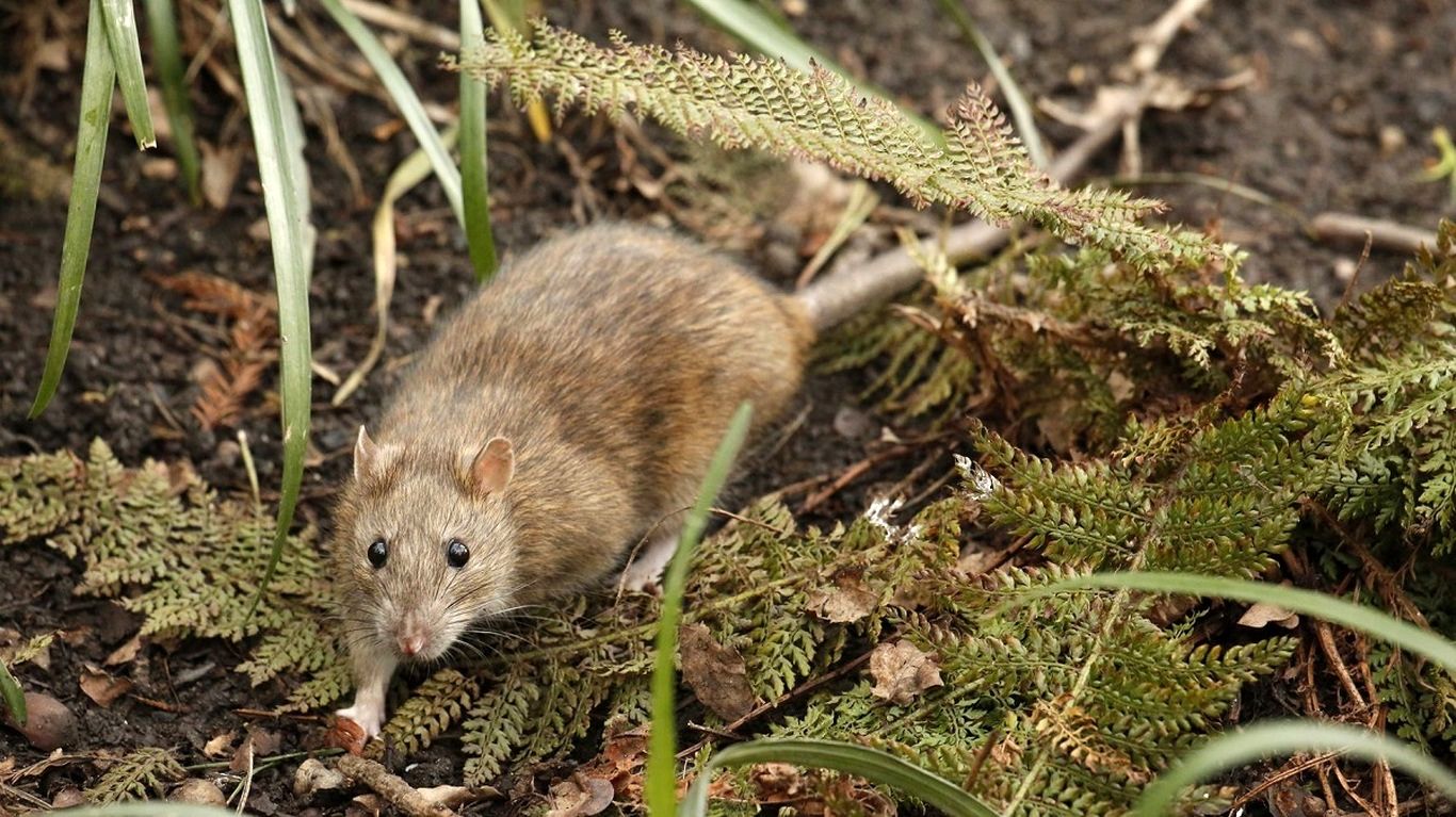 انگلستان در معرض خطر موش‌های مقاوم!