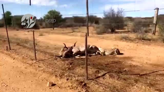 ویدیو/ یوزپلنگ‌ها بز کوهی را در یک قدمی توریست‌ها شکار کردند!