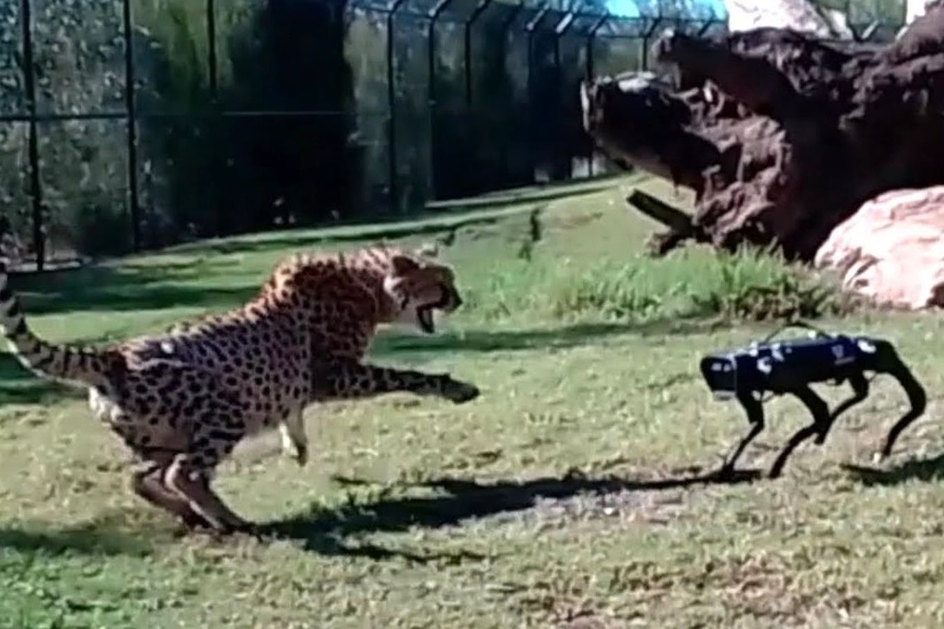 (ویدیو) واکنش جالب حیوانات باغ‌ وحش به رفتار سگ رباتیک