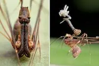 ببینید| عنکبوت پلیکانی؛ جانداری شگفت انگیز با گردن و آرواره های بلند!