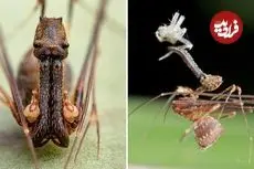 ببینید| عنکبوت پلیکانی؛ جانداری شگفت انگیز با گردن و آرواره های بلند!