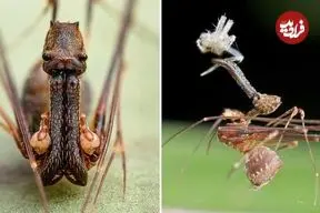 ببینید| عنکبوت پلیکانی؛ جانداری شگفت انگیز با گردن و آرواره های بلند!