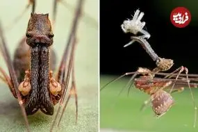 ببینید| عنکبوت پلیکانی؛ جانداری شگفت انگیز با گردن و آرواره های بلند!