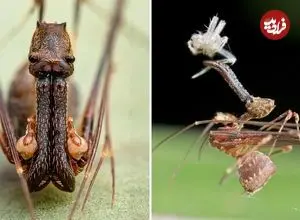 ببینید| عنکبوت پلیکانی؛ جانداری شگفت انگیز با گردن و آرواره های بلند!