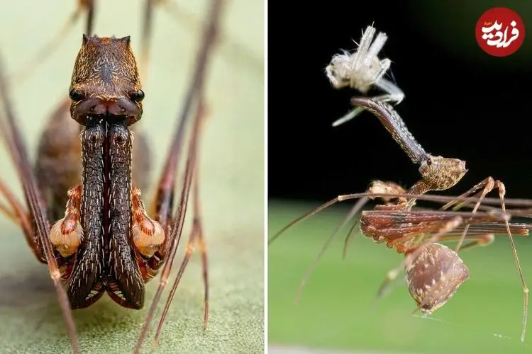 ببینید| عنکبوت پلیکانی؛ جانداری شگفت انگیز با گردن و آرواره های بلند!