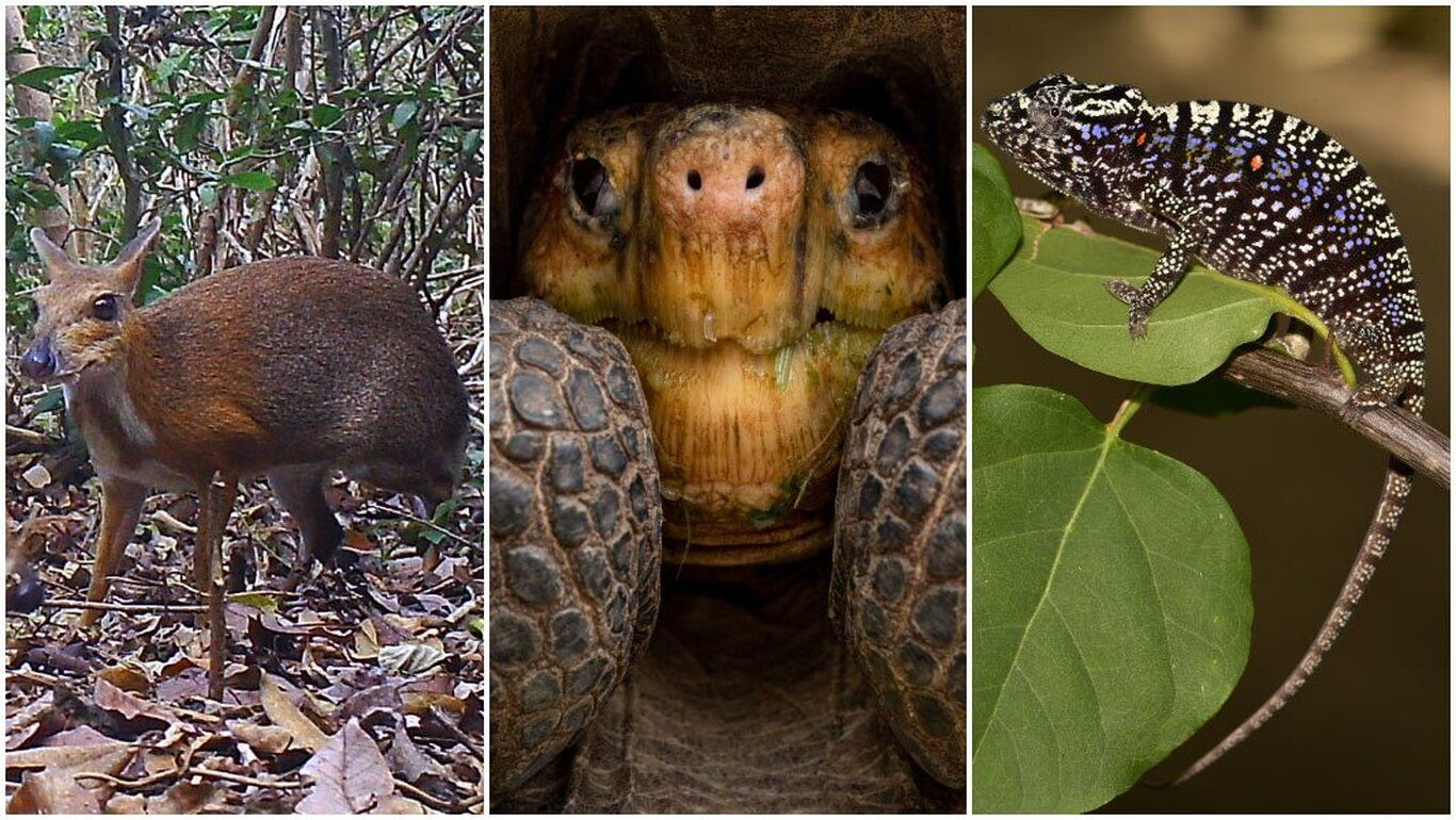 (تصاویر) کشف دوباره ۸ گونه جانوری و گیاهی منقرض شده
