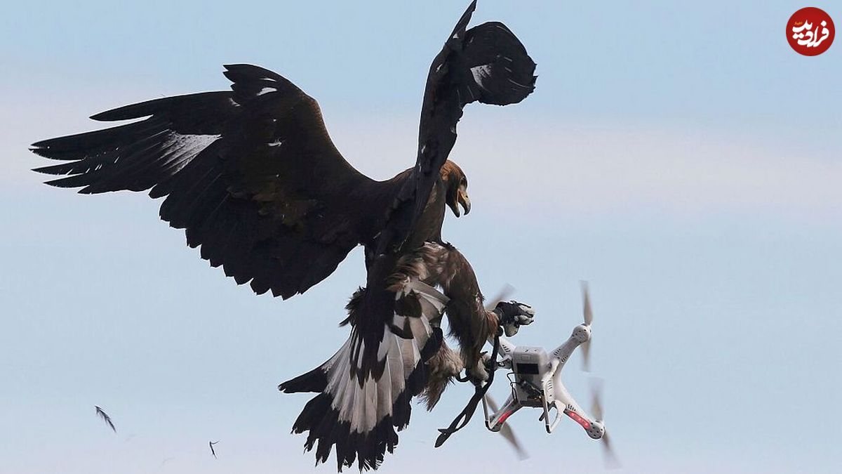 (عکس) حمله عقاب به پهپاد، یک نتیجه استثنایی رقم زد!