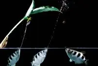 (ویدئو) شکار باورنکردنی حشرات روی درخت توسط ماهی تیرانداز!
