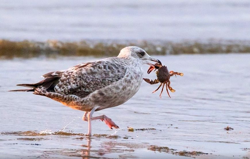 ( تصاویر) درگیری مرغ دریایی با یک خرچنگ