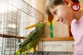 طوطی‌ها چگونه می‌توانند کلمات انسان را تقلید کنند؟