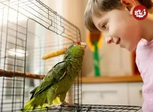 طوطی‌ها چگونه می‌توانند کلمات انسان را تقلید کنند؟