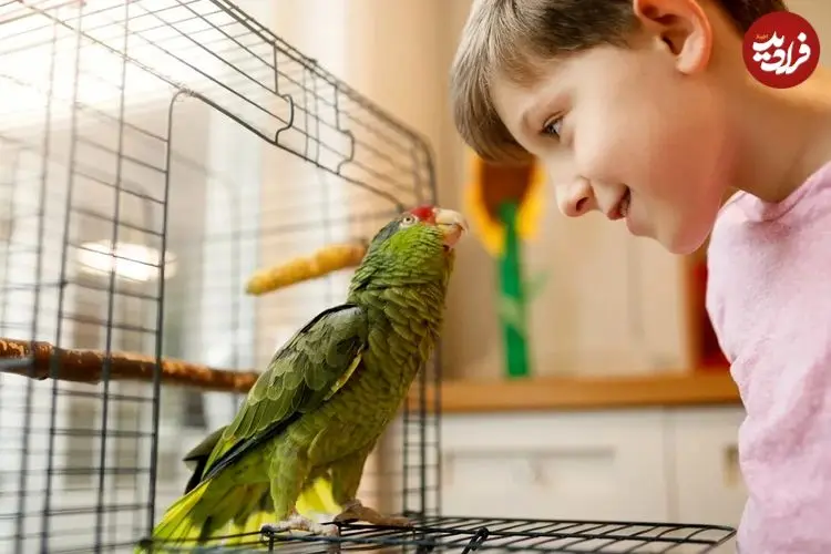 طوطی‌ها چگونه می‌توانند کلمات انسان را تقلید کنند؟