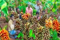 (ویدئو) برداشت هیجان انگیز موز قرمز جنگلی توسط 6 جوان هندی