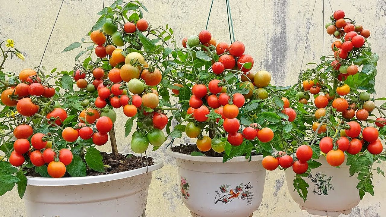 (ویدئو) گوجه فرنگی نخرید؛ با این روش ساده در تراس خانه پرورش دهید و برداشت کنید