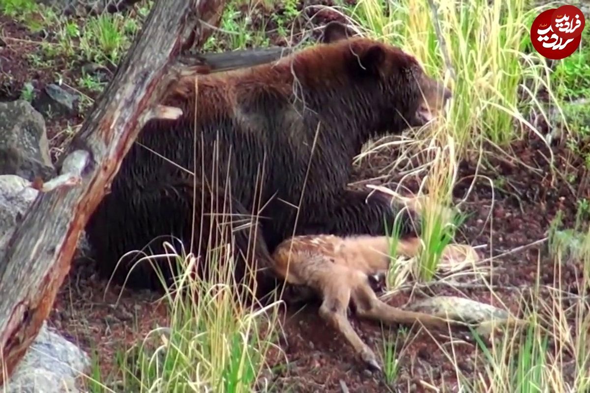 (ویدئو) بچه گوزن بدشانس زمین خورد و به دام خرس افتاد