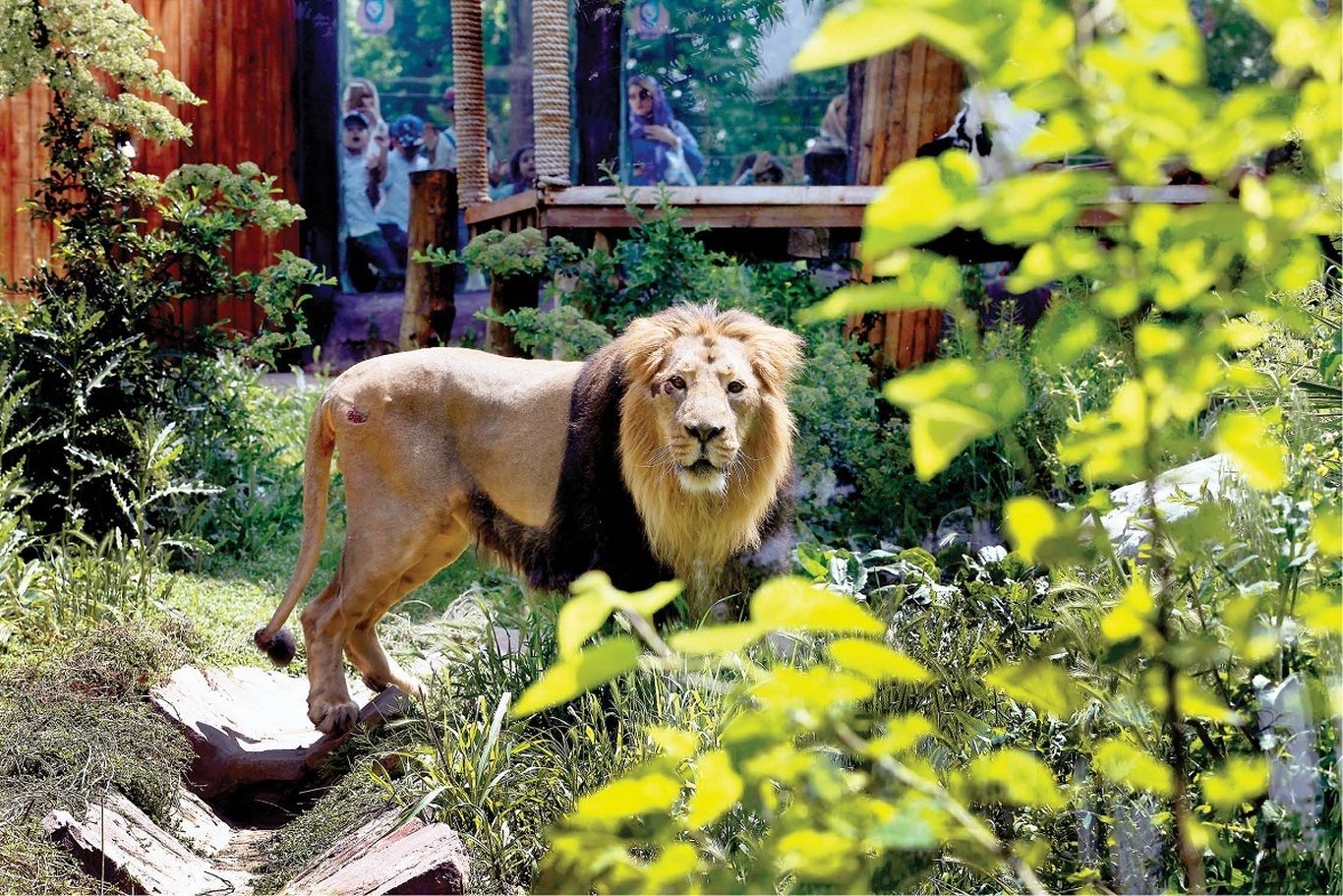 (ویدئو) کشف شیر یک ساله در یک باغ وحش خانگی