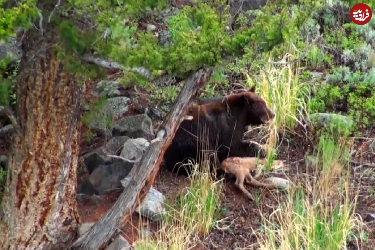 (ویدئو) لحظه شکار آهو توسط خرس