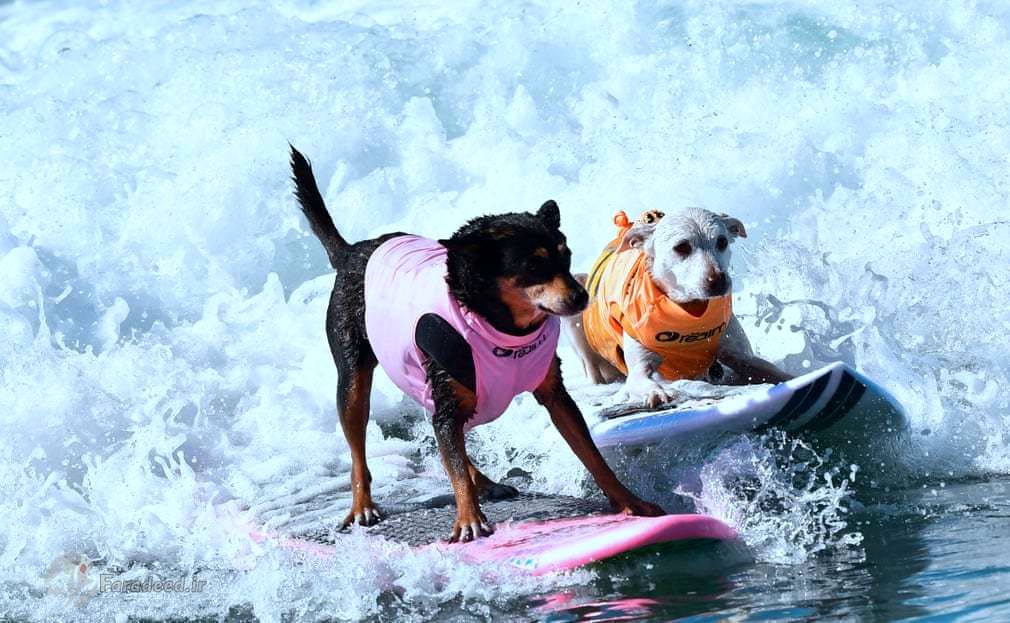 تصاویر/ مسابقات جالب موج‌سواری سگها