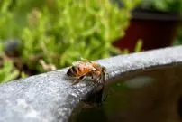 زنبورها چگونه «فریاد می‌زنند»؟