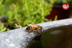 زنبورها چگونه «فریاد می‌زنند»؟