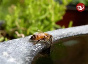 زنبورها چگونه «فریاد می‌زنند»؟