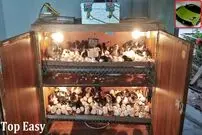 (ویدئو) چگونه کمد قدیمی را به دستگاه جوجه کشی 300 عددی تبدیل کنیم؟