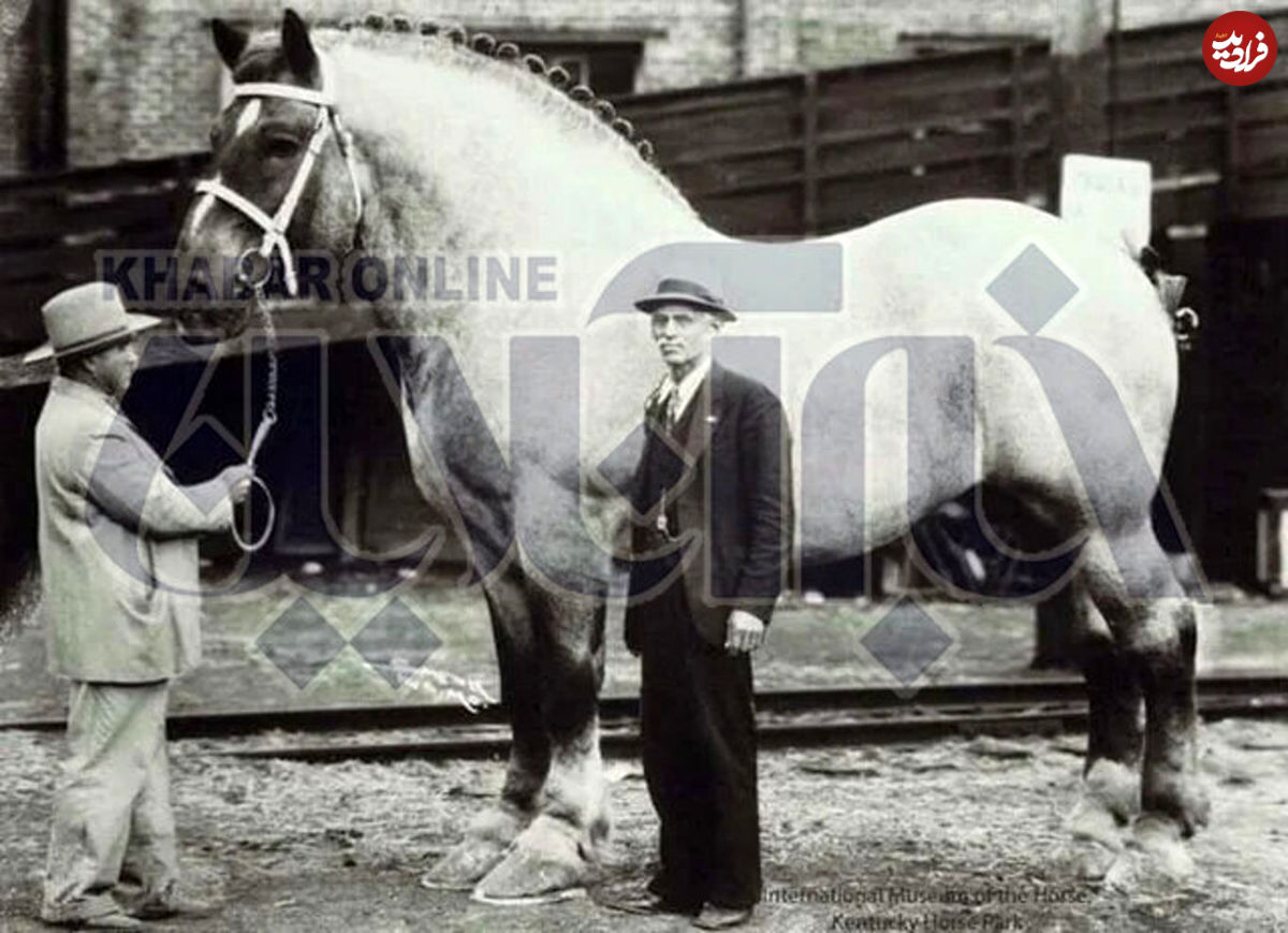 عکس/ بزرگترین اسب تاریخ از کدام نژاد بوده است؟!