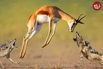 (ویدئو) شغال جسور یک ایمپالای سه برابر خودش را شکار کرد