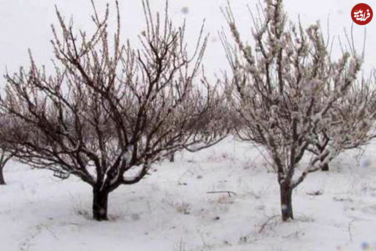 تصاویر/ حوادثی که برف بهاری در تبریز آفرید