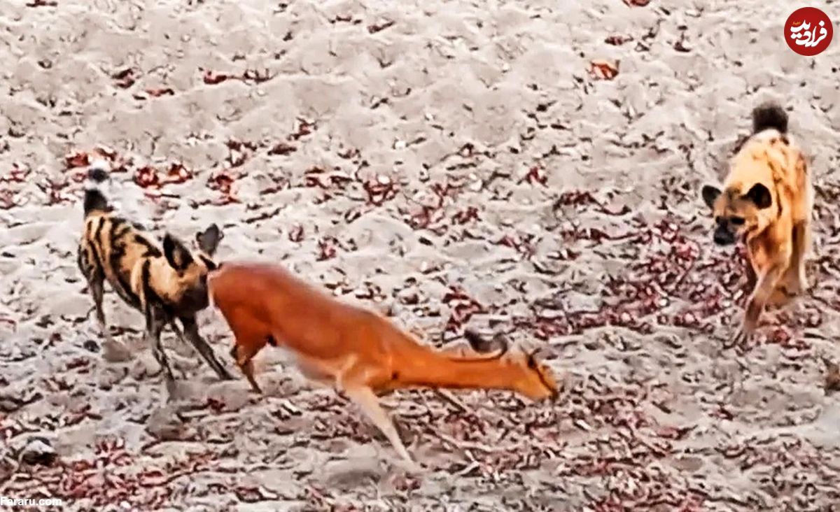 (ویدئو) دو کفتار و یک سگ وحشی، ایمپالای در حال زایمان را زنده زنده خوردند!