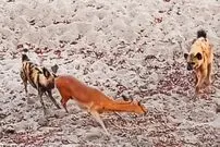 (ویدئو) دو کفتار و یک سگ وحشی، ایمپالای در حال زایمان را زنده زنده خوردند!