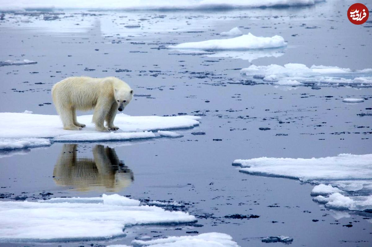 شیوع بیماری جدید در خرس‌های قطبی