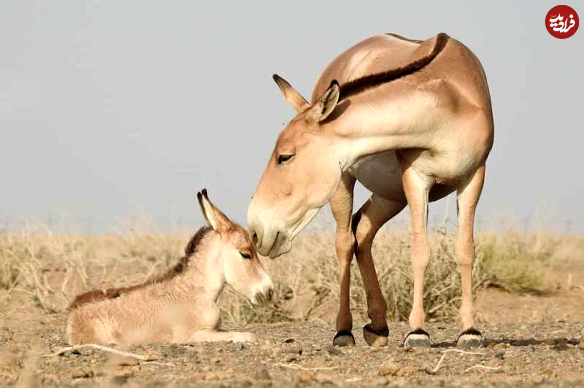 (عکس) «گورخر»، در ایران نیز وجود دارد! 