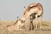 (عکس) «گورخر»، در ایران نیز وجود دارد! 